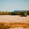 Un champ de blé à la ferme Brule Creek Farms