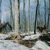 Un traîneau tiré par un cheval se dirige vers une cabane dans un boisé d'arbres entaillés munis de seaux.