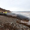 Une longue baleine maigre sur une plage de roche.