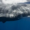 La tête allongée d'un grand cachalot sous l'eau.