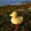 Un canard en plastique jaune.