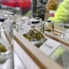 Des échantillons de cannabis sur des présentoirs.