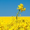 Un champ de canola en fleurs, avec une ferme au loin 