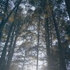une forêt de pins