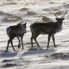 Deux caribous en contre-jour dans la neige