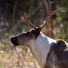 Un caribou dans un champ.