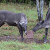 Deux jeunes caribous qui lèchent un bloc de sel. 