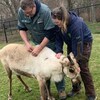 Des employés vaccinent un jeune caribou.