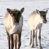 Mise en enclos des caribous de la Gaspésie - videojournal