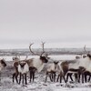 Un troupeau de caribous de la toundra dans un paysage hivernal. 