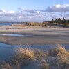 Une plage de sable avec de la végétation et des sapins au loin.