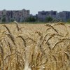 Un champ de blé près de Marioupol, dans la région de Donetsk.