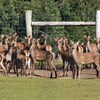 Plusieurs cerfs dans un enclos.