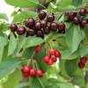 Des cerises sur des branches de cerisiers.