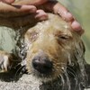 Un chien est arrosé d'eau lors d'une vague de chaleur