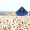 Un champ de blé prêt à être récolté, sous un soleil éclatant, avec une vieille maison de ferme bleu gris, à l'aspect délabré, en arrière-plan