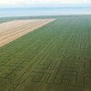 Vu du ciel, un immense champ de maïs avec des chemins formant un labyrinthe en automne.