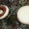 À gauche un champignon blanc dont on voit les lamelles brunes et la tige et à gauche, le dessus d'un champignon blanc.