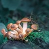 On voit en gros plan un groupe de champignons magiques qui poussent sur une souche.