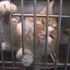 Un chat s'agrippe aux barreaux d'une cage.