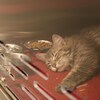 Un chat dort dans sa cage dans un refuge animalier.
