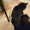 Un chat noir victime de cruauté, transpercé d'une flèche.