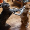 Deux chats se battent.