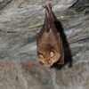 Une chauve-souris de l'espèce Rhinolophus ferrumequinum accrochée au plafond d'une grotte.