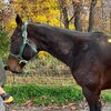 Un cheval bai photographié de profil sur un chemin de gravier près d'un boisé.