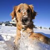 Un chien joue dans la neige derrière une maison en milieu rural