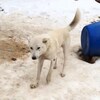 Un chien de traîneau blanc qui boite