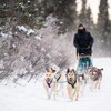 des chiens tirent un homme aux commandes d'un traineau dans la neige.