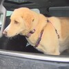 Un chien labrador blond dans une voiture. 