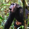 Une femelle chimpanzé et son bébé.