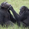 Une femelle chimpanzé applique un insecte sur une blessure au visage d'un mâle.