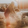 Christel Lanthier donne du foin à un mouton. 