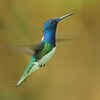 Un colibri mâle en vol.