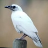Une corbeille au plumage et aux pattes blancs est posée sur le poteau d'une clôture.