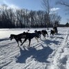 Six chiens tirent un traîneau sur la neige dirigé par une personne.