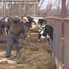 Un fermier donne du foin à manger à ses animaux.  