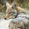Un coyote en hiver.