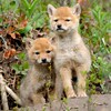 Des bébés coyotes, 21 mars 2023.