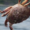 Un crabe commun, tenu par une patte.