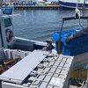 Des homards et un homme sur un quai.