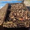 Des huîtres de la Ferme ostréicole Dugas.