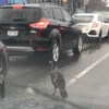 Un dindon sauvage sur une rue près d'automobiles.