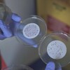 Une chercheuse tient un papier filtre sur lequel se trouve des colonies de bactéries E. coli. 