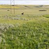 Des prairies.