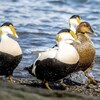 Une femelle eider à duvet entourée de mâles eiders qui la courtisent sur une berge.