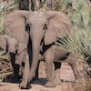 Une femelle éléphant et son bébé.